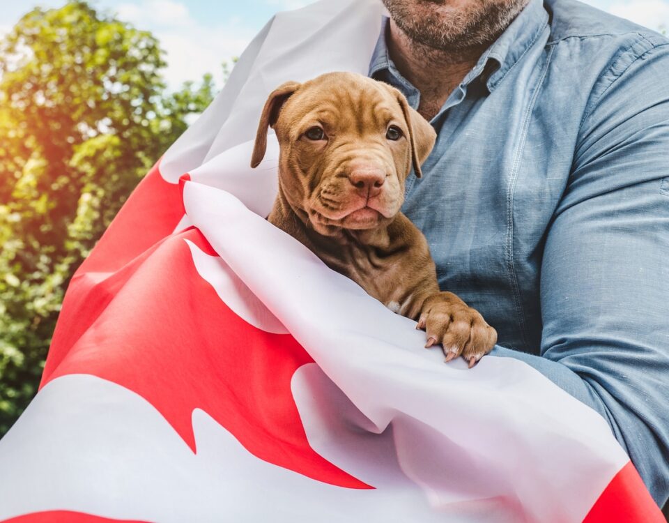 move canada with pets